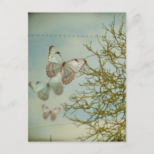 Butterflies Postcard