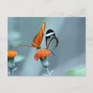 Butterflies Postcard