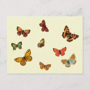 Butterflies Postcard