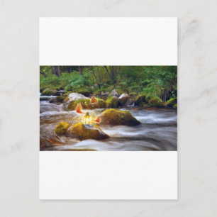 Butterflies Postcard