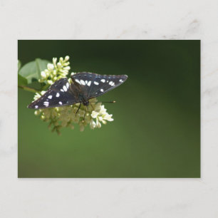 butterflies postcard