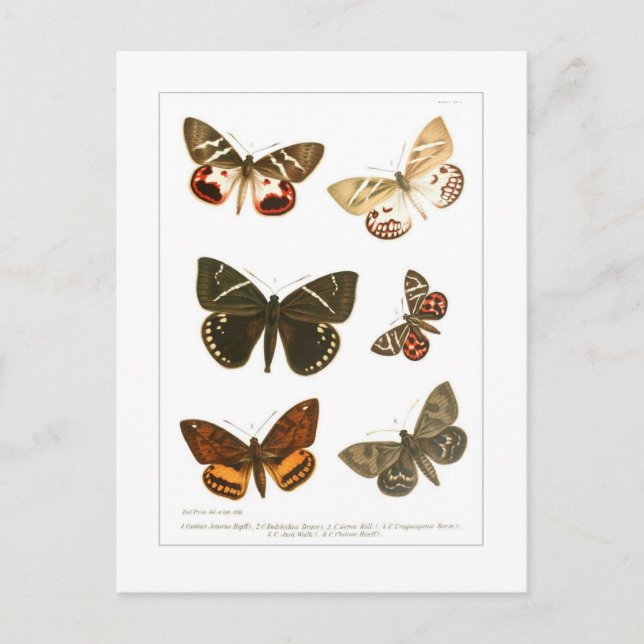 Butterflies Postcard (Front)