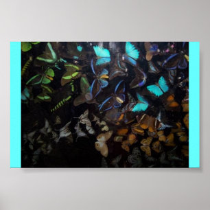 BUTTERFLIES POSTER