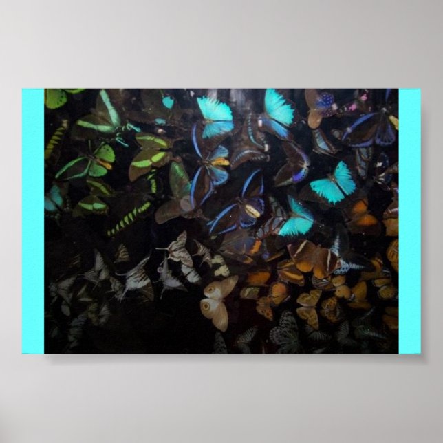 BUTTERFLIES POSTER (Front)