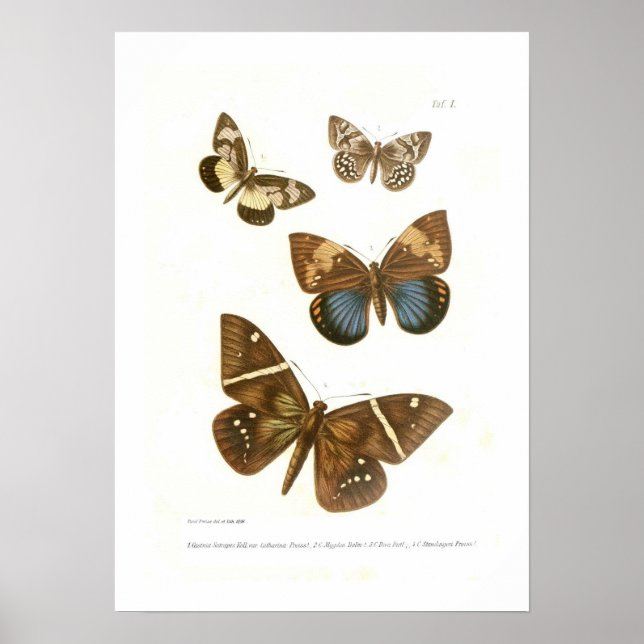Butterflies Poster (Front)