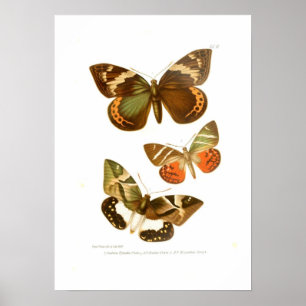 Butterflies Poster
