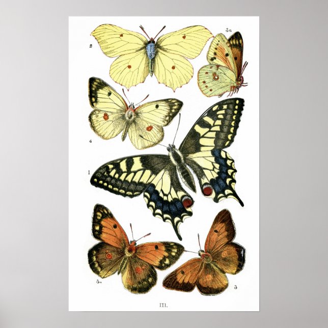 Butterflies Poster (Front)