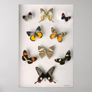 Butterflies scattered poster