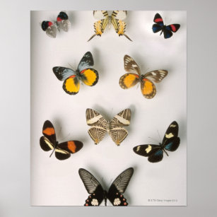 Butterflies scattered poster