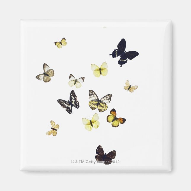 Butterflies shot on white magnet (Front)