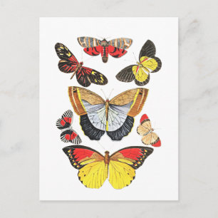 Butterflies, Transparent Background, Postcard