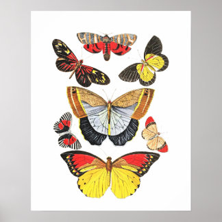 Butterflies, Transparent Background, Poster