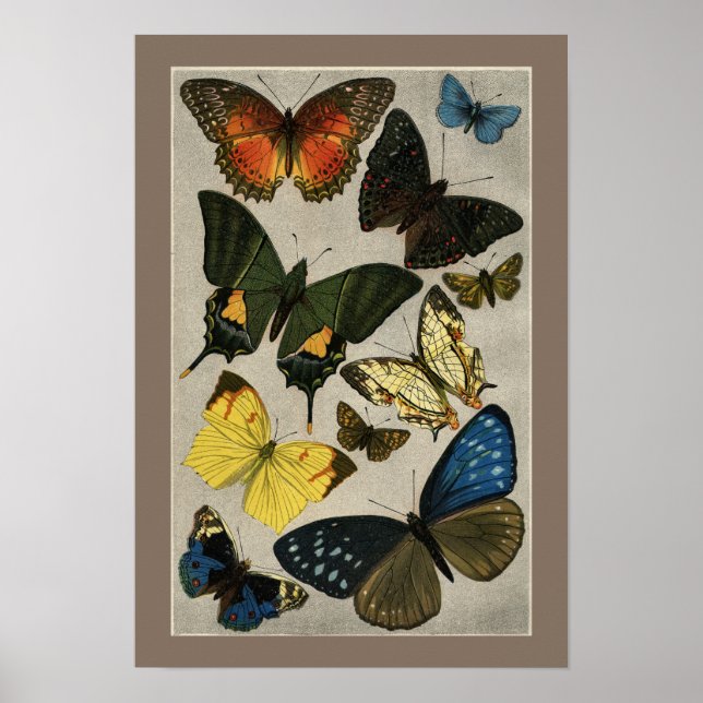 Butterflies Vintage 1904 Illustration Poster (Front)
