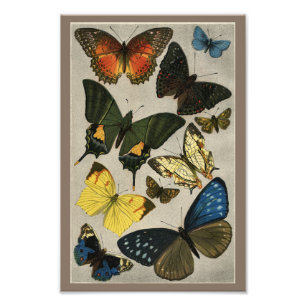Butterflies Vintage 1904 Print