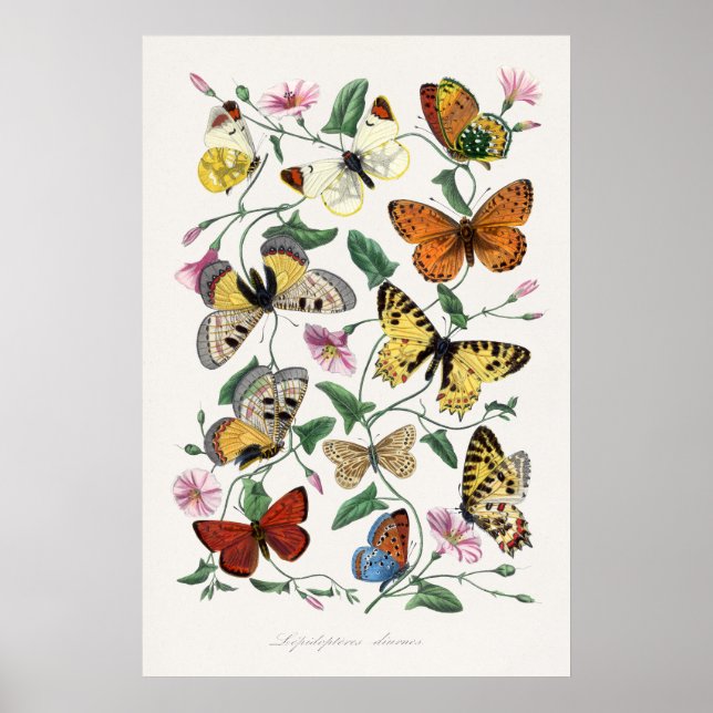 Butterflies Wall Art Posters Vintage Style Art  (Front)