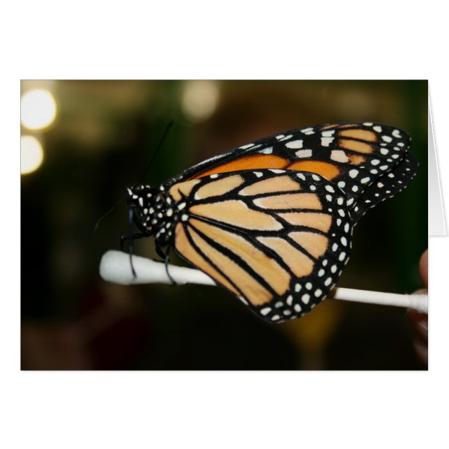 Butterfly (Front Horizontal)