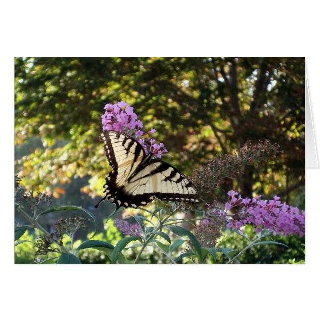 butterfly (Front Horizontal)