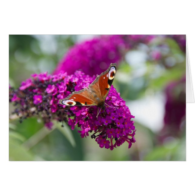 Butterfly (Front Horizontal)