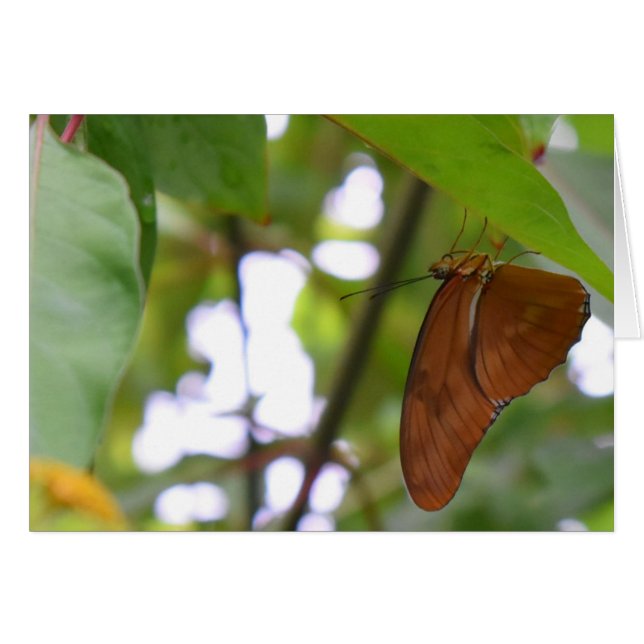 Butterfly (Front Horizontal)