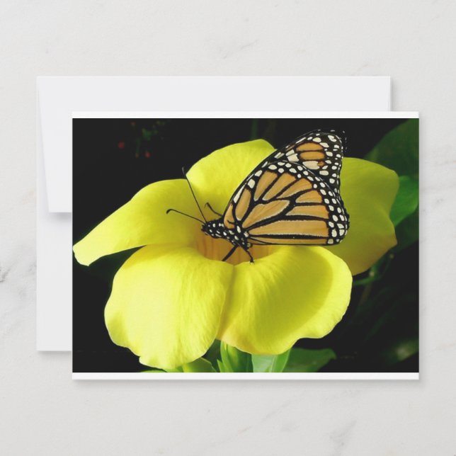 Butterfly (Front)