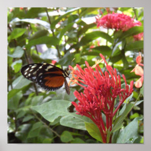 butterfly1 poster