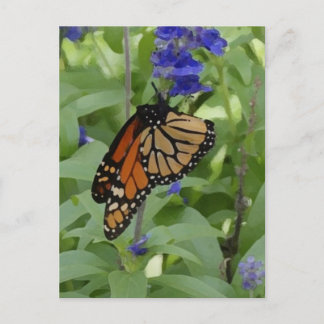 Butterfly _176 Blank Postcard