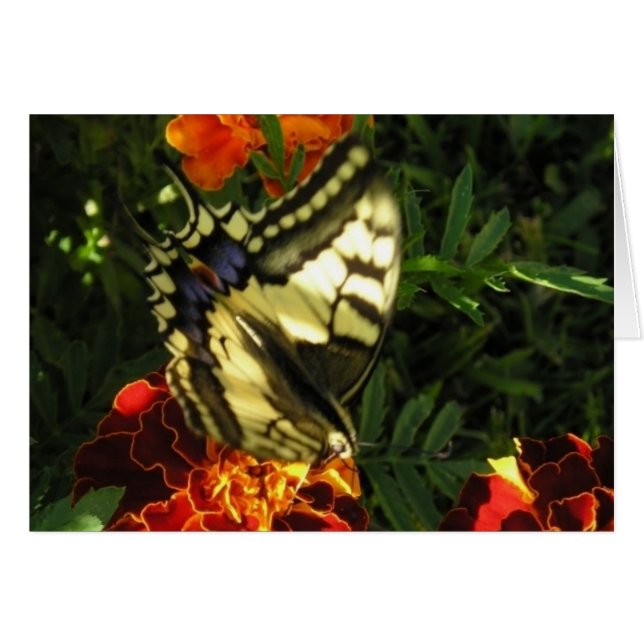 Butterfly 2 (Front Horizontal)