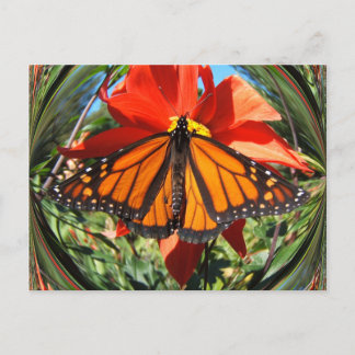 Butterfly 256 ~ postcard