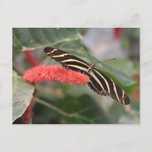 Butterfly # 28 postcard