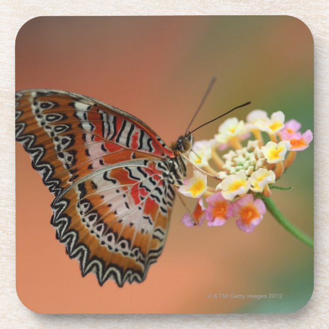 butterfly 2 coaster (Front)