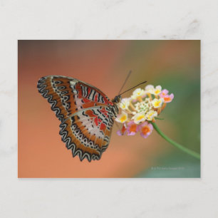 butterfly 2 postcard