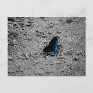 Butterfly 2 Postcard