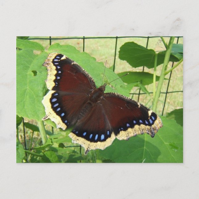 Butterfly 56 ~ postcard (Front)