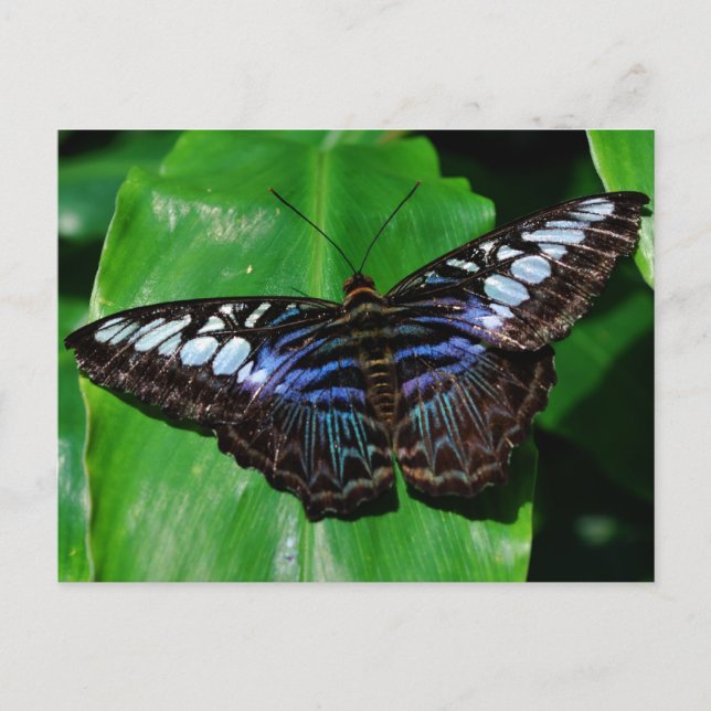 Butterfly 5 Postcard (Front)