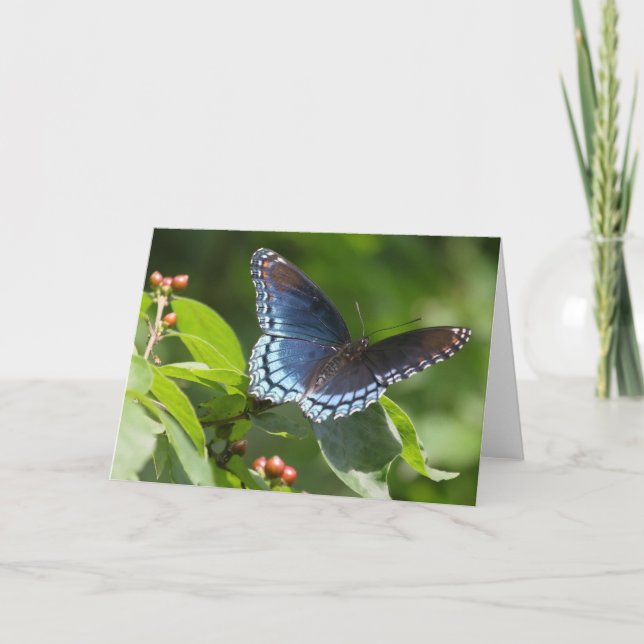 Butterfly 7 x 5 Folded Greeting Card - blank (Front)