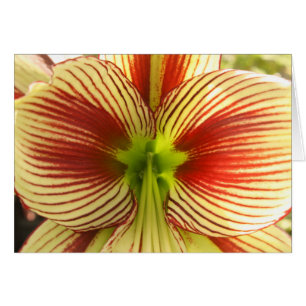 Butterfly Amaryllis