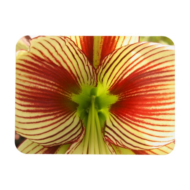 Butterfly Amaryllis Magnet (Horizontal)