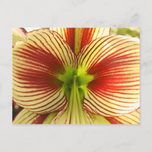 Butterfly Amaryllis Postcard