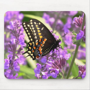 Butterfly - American Swallowtail on Kit Cat flower Mouse Mat