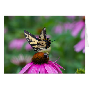 Butterfly and Bee