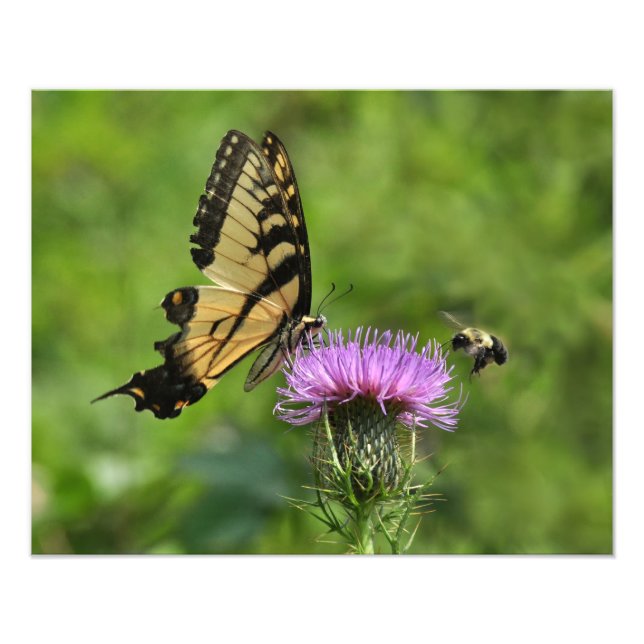 Butterfly and Bee Photo Print (Front)