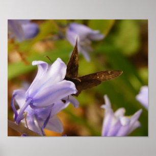 Butterfly and Bluebells Poster