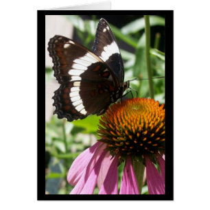 Butterfly and Echinacea