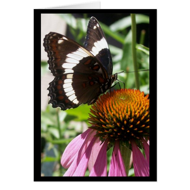 Butterfly and Echinacea (Front)