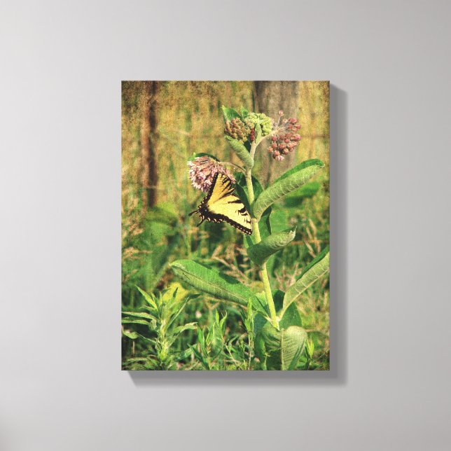 Butterfly and Milkweed Canvas Print (Front)