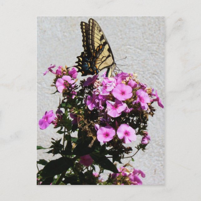 Butterfly and Morning Glories Postcard (Front)