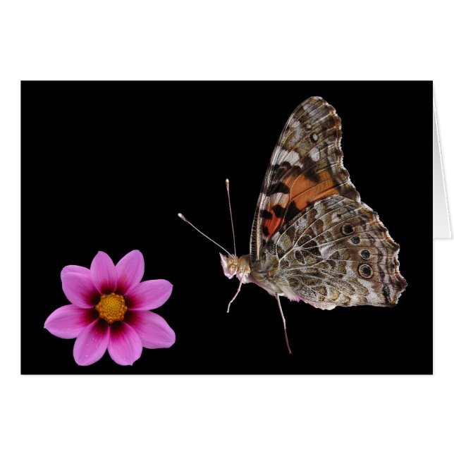 Butterfly and Pink Flower (Front Horizontal)