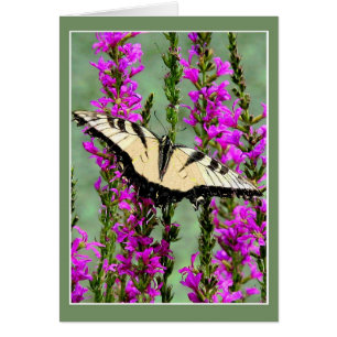Butterfly and Purple Strife