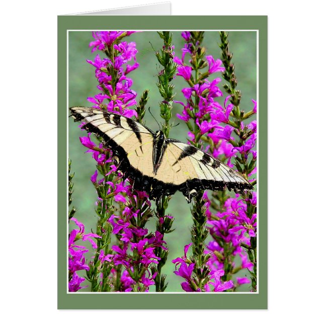 Butterfly and Purple Strife (Front)