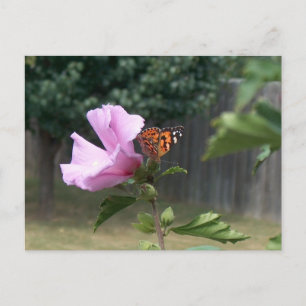 Butterfly and Rose of Sharon Postcard